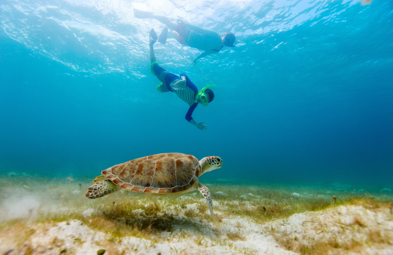 Gili Trawangan snorkelling with turtles