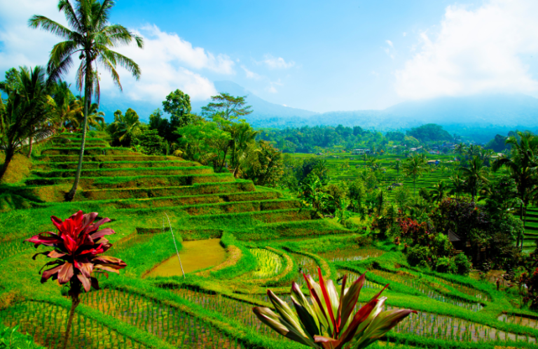 jatiluwih rice fields