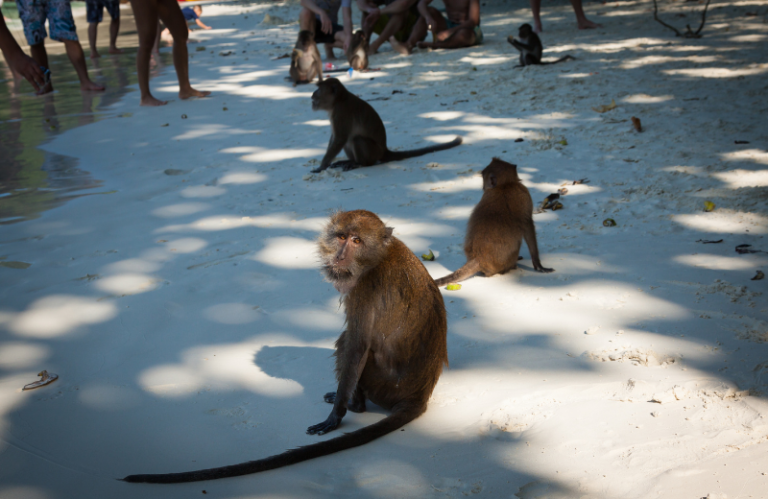 koh ph phi Monkey Beach