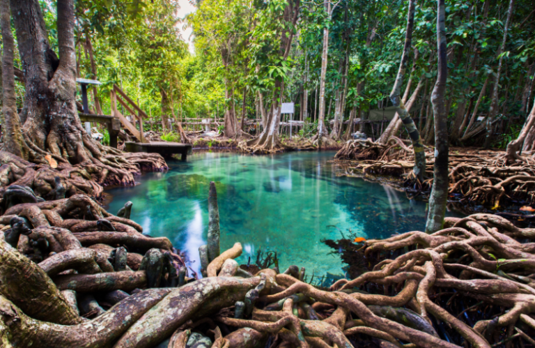 krabi ao luk mangrove thailand