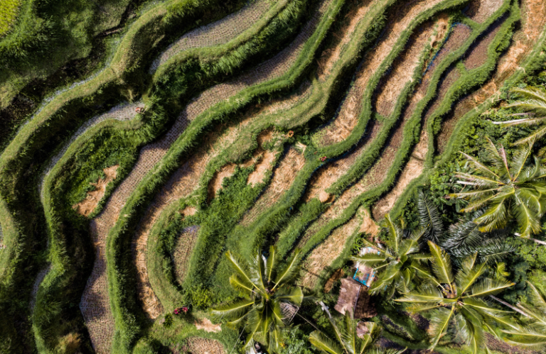 rice fields in canggu bali