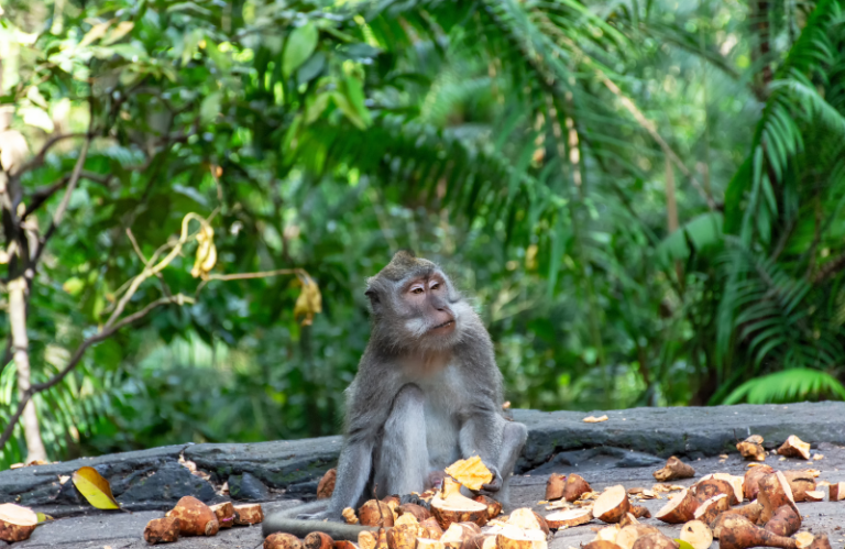 sacred monkey forest sanctury