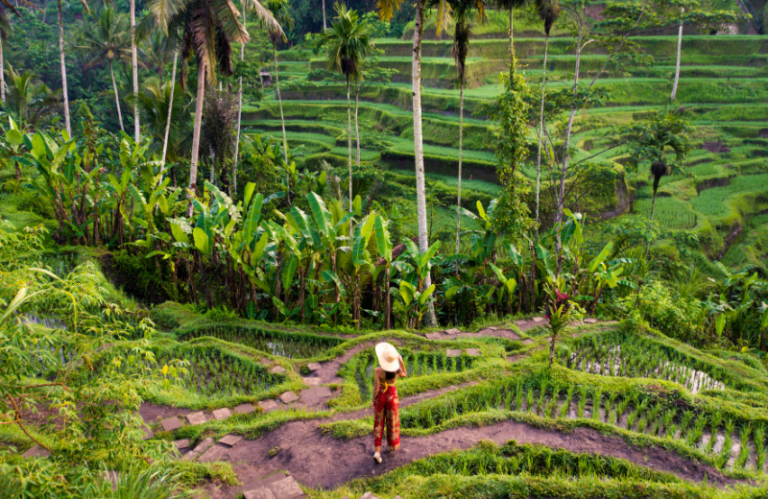 tegalalang rice terrace