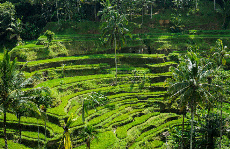 ubud rice terraces