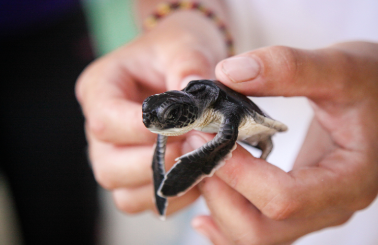 Bali Sea turtle society kuta