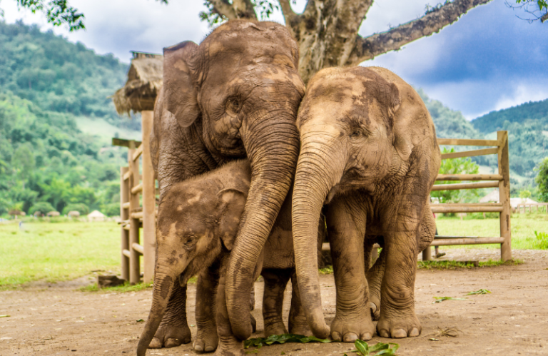 Chiang Mai elephants in thailand