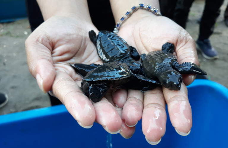 khao lak turtle conservation centre