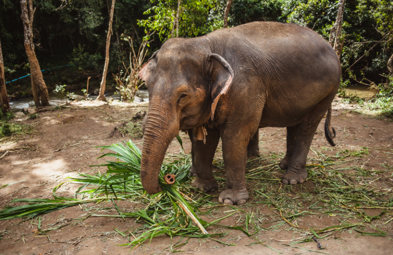 thai elephant sanctuary hua hin