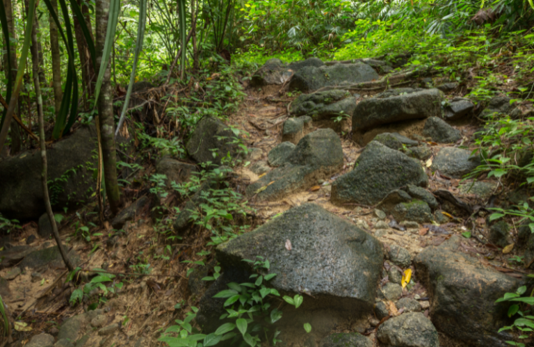 jungle trail koh tao